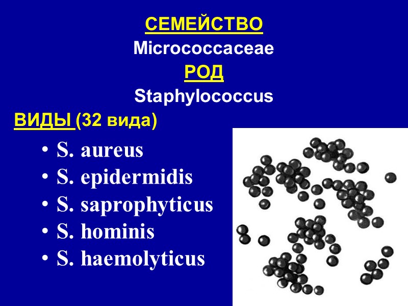 СЕМЕЙСТВО   Micrococcaceae РОД      Staphylococcus ВИДЫ (32 вида)